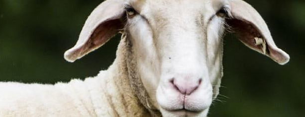 Les tentatives de fuite, version mouton de Tabaski