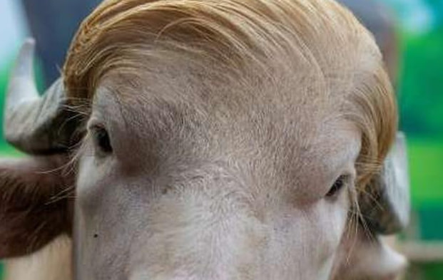 Un buffle surnommé “Donald Trump” sauvé de l’abattoir et transféré dans un zoo