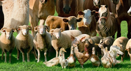 Incroyable : cet homme affirme parler avec les animaux de sa ferme